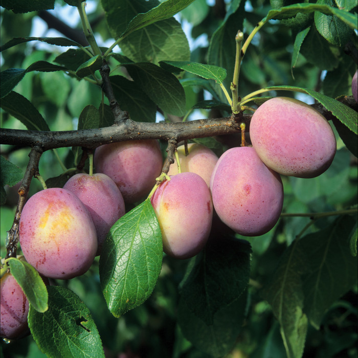 Pflaume Koenigin Viktoria 3.jpg